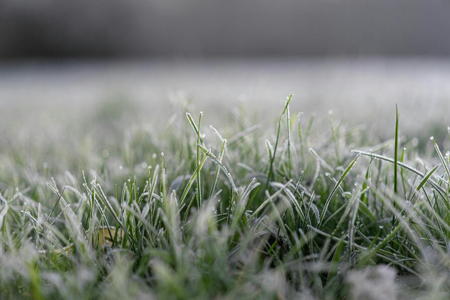 Frost auf Wiese